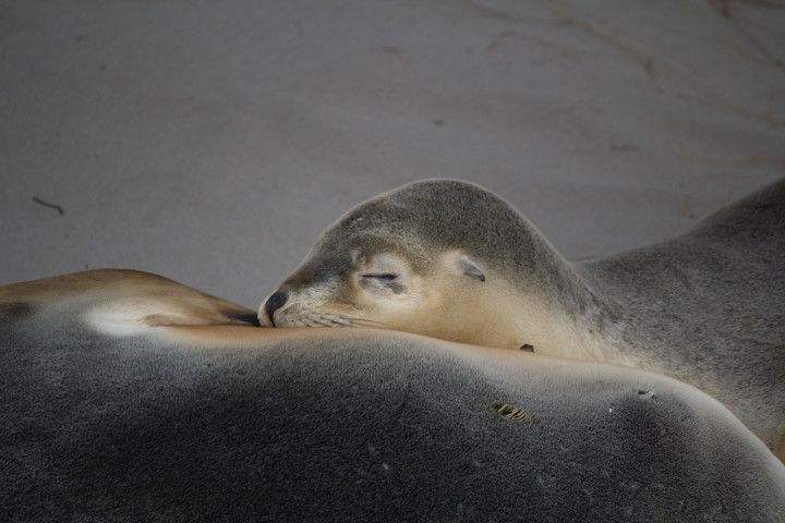Leones marinos australianos en la Isla del Canguro